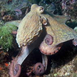 Octopus Vulgaris