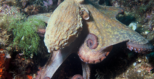 Octopus Vulgaris