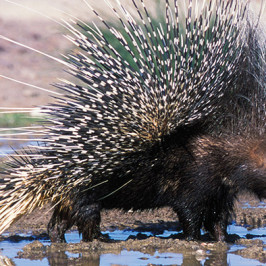 Porcupine