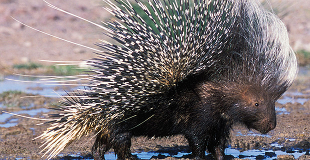 Porcupine