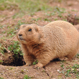 Prairie Dog