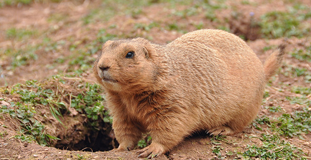 Prairie Dog