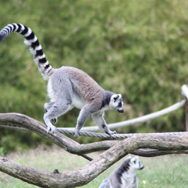 Ring Tailed Lemur