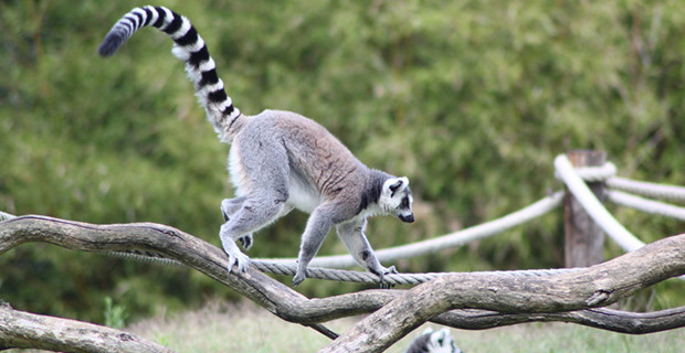 Ring Tailed Lemur