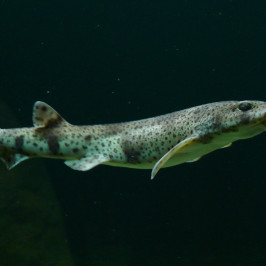 Scyliorhinus Canicula