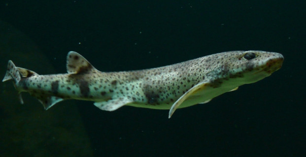 Scyliorhinus Canicula