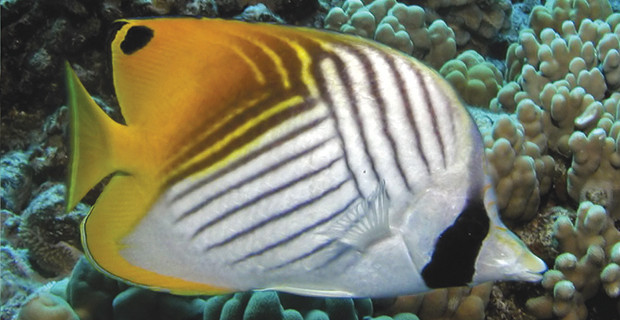 Threadfin Butterfly