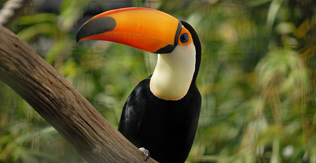 Toco Toucan