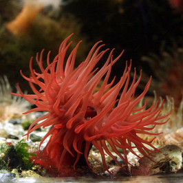 Actinia Equina Anemon