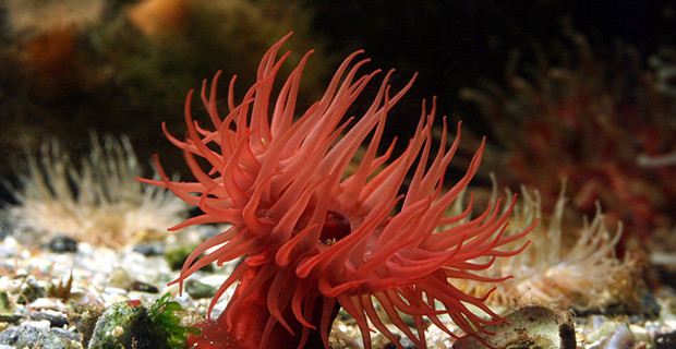 Actinia Equina Anemon