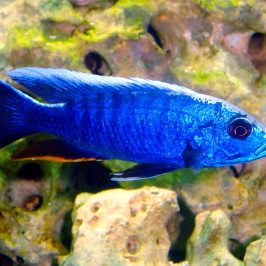 Ahli Cichlid