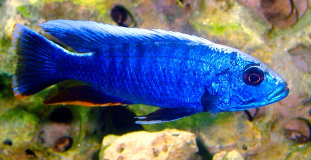 Ahli Cichlid