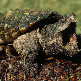 Alligator Snapping Turtle