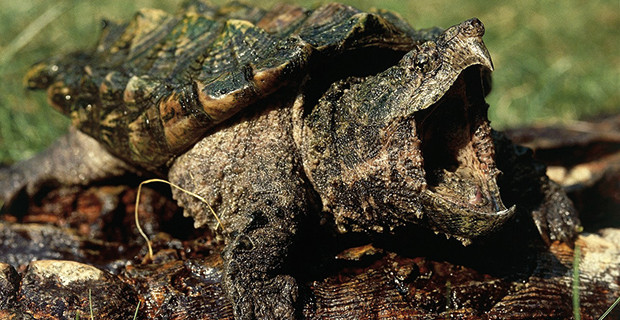 Alligator Snapping Turtle