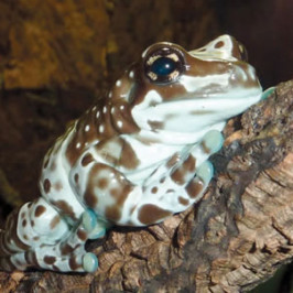 Amazon Milk Frog