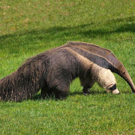 Giant Ant Eater