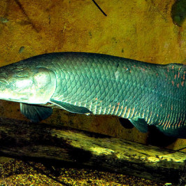 Arapaima Gigas