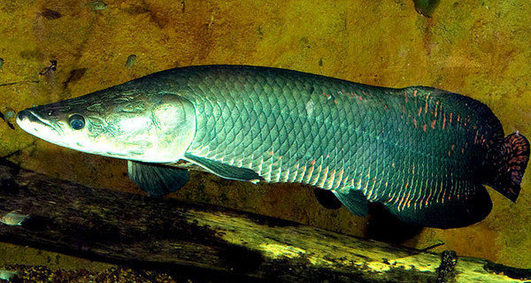 Arapaima Gigas