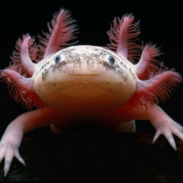 Axolotl