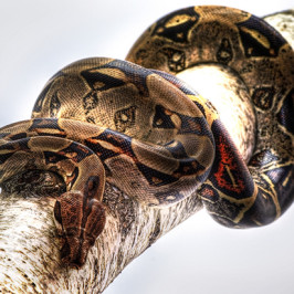 Ball Python