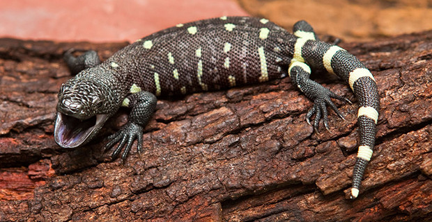 Beaded Lizard