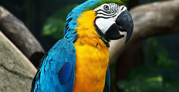 Blue Macaw