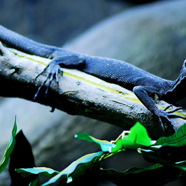 Blue Tree Monitor