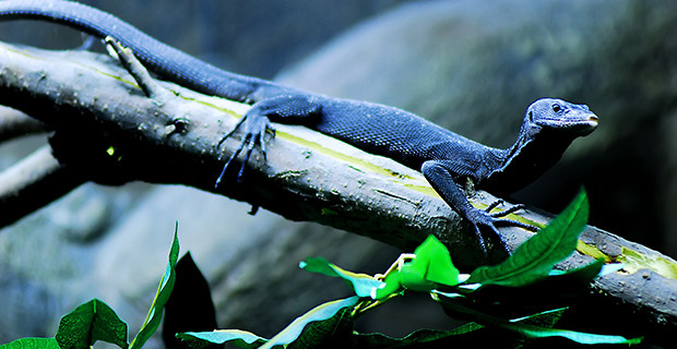 Blue Tree Monitor