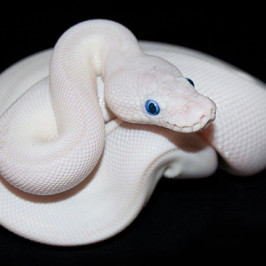 Blue Eyed Albino Ball Python