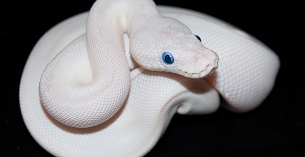 Blue Eyed Albino Ball Python