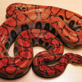 Brazilian Rainbow Boa