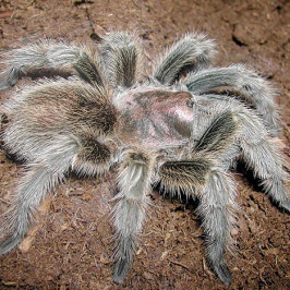 Chilean Rose Tarantula