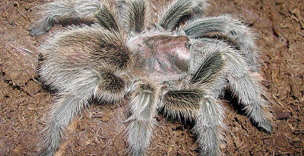 Chilean Rose Tarantula