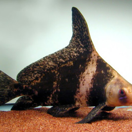 Chinese Banded Shark