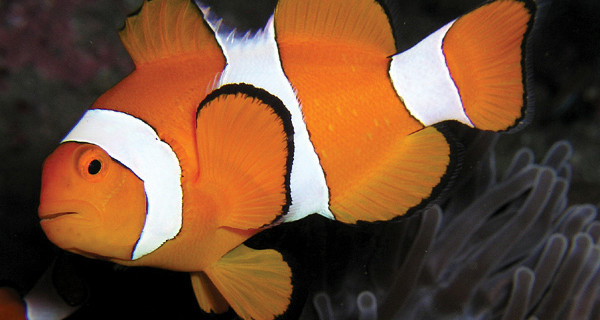 Clown Fish