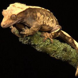 Crested Gecko