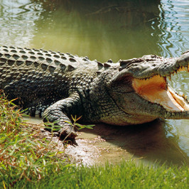 Crocodile