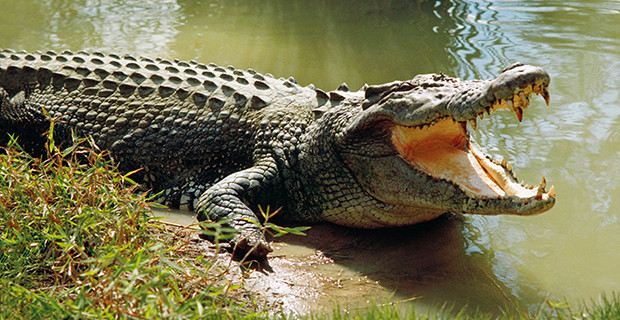 Crocodile