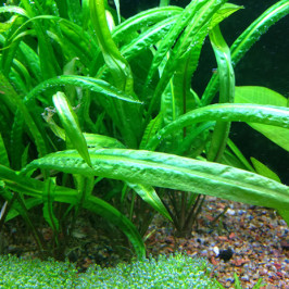 Cryptocoryne Crispatula