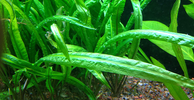 Cryptocoryne Crispatula