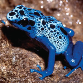 Dendrobates Azureus