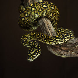 Diamond Python