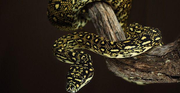 Diamond Python