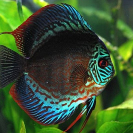 Discus