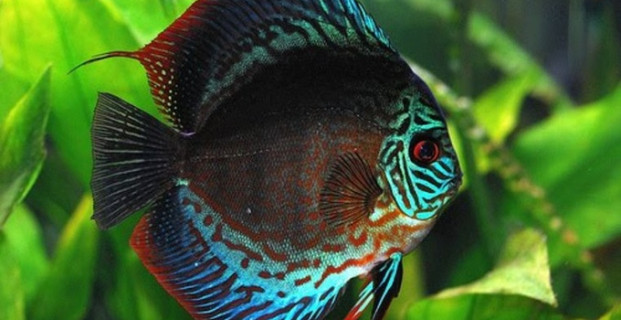 Discus