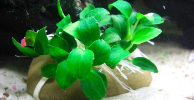 Dwarf Anubias