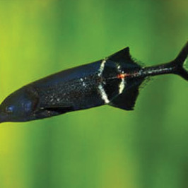 Elephantnose Fish