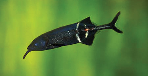 Elephantnose Fish