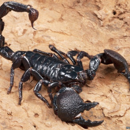 Emperor Scorpion