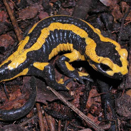 Fire Salamander